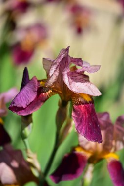Güzel Iris çiçekleri, çiçek konsepti...