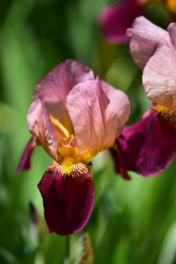 Güzel Iris çiçekleri, çiçek konsepti...
