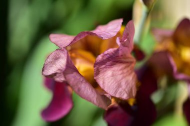 Güzel Iris çiçekleri, çiçek konsepti...