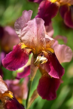 Güzel Iris çiçekleri, çiçek konsepti...