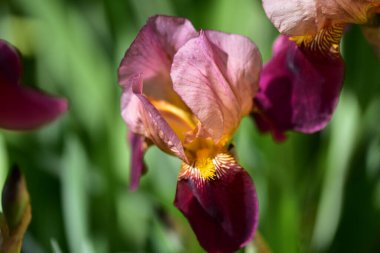 Güzel Iris çiçekleri, çiçek konsepti...