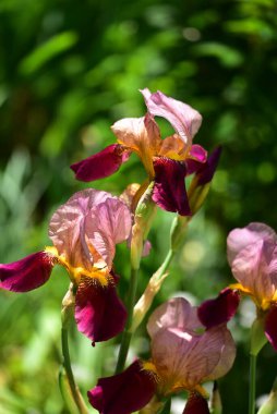 Güzel Iris çiçekleri, çiçek konsepti...