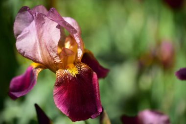 Güzel Iris çiçekleri, çiçek konsepti...