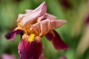 Güzel Iris çiçekleri, çiçek konsepti...