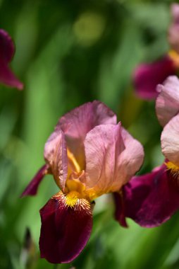 Güzel Iris çiçekleri, çiçek konsepti...