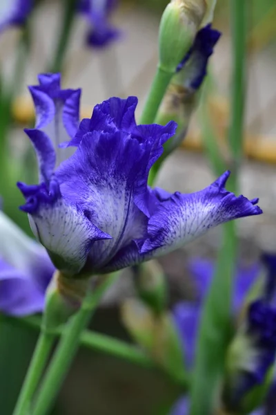 Bunga Iris Yang Indah Taman — Stok Foto
