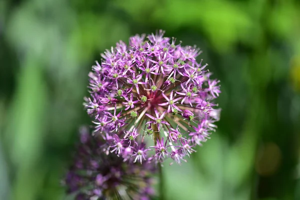 Beautiful Purple Flowers Garden — Stock Photo, Image