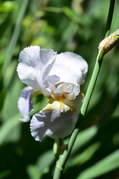 Bahçedeki Güzel Beyaz Süsen Çiçekleri — Stok fotoğraf