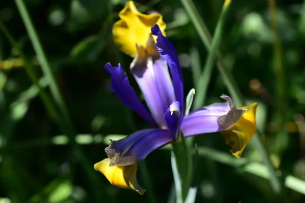 Mooie Paarse Irisbloemen Tuin — Stockfoto