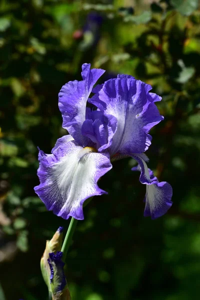 Hermosas Flores Púrpuras Jardín —  Fotos de Stock