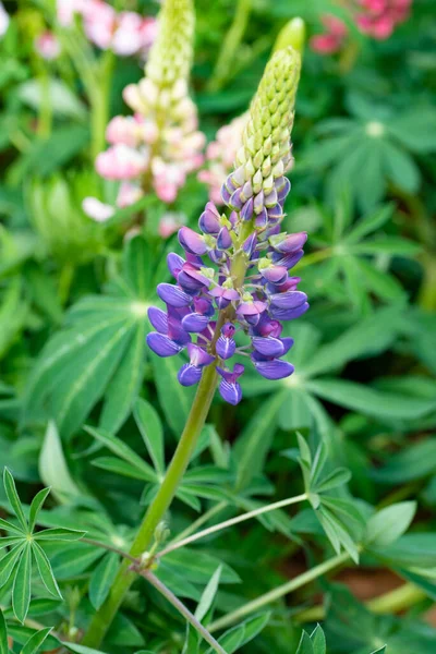 Bahçedeki güzel mor çiçekler