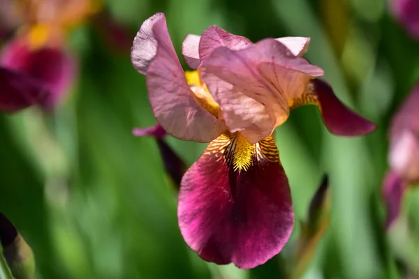 Beautiful Iris Flowers Floral Concept Background — Zdjęcie stockowe