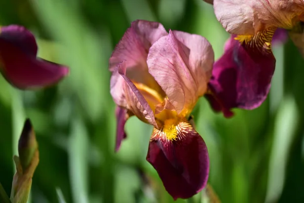 Belles Fleurs Iris Fond Concept Floral — Photo