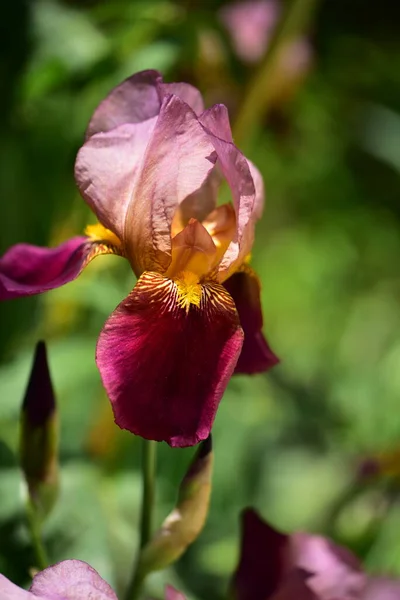 美丽的虹膜花 花卉概念背景 — 图库照片