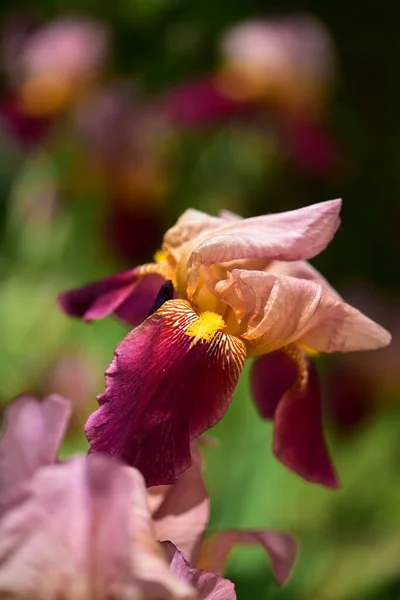 Beautiful Iris Flowers Floral Concept Background — Fotografia de Stock