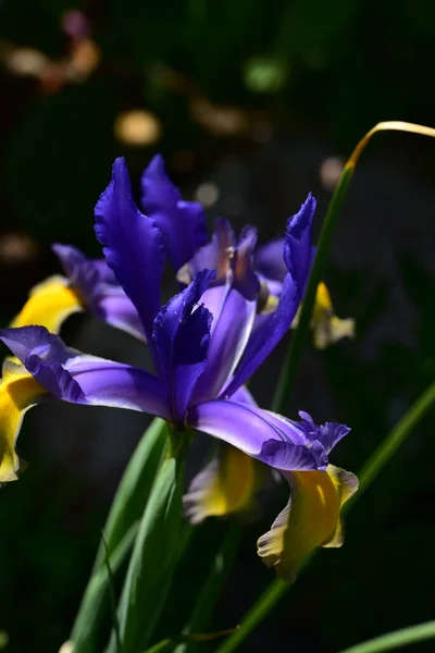 Bunga Iris Ungu Yang Indah Taman — Stok Foto