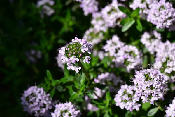 Bellissimi Fiori Viola Giardino — Foto Stock