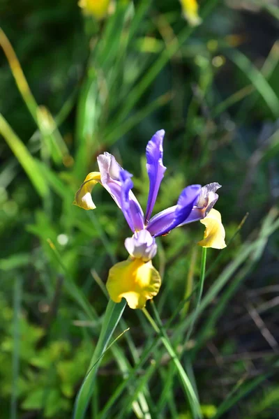 花园里美丽的紫色虹膜花 — 图库照片