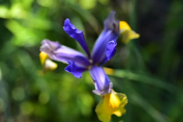 Schöne Lila Irisblüten Garten — Stockfoto