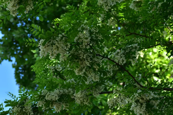 Krásné Jarní Květiny Stromě Zahradě — Stock fotografie