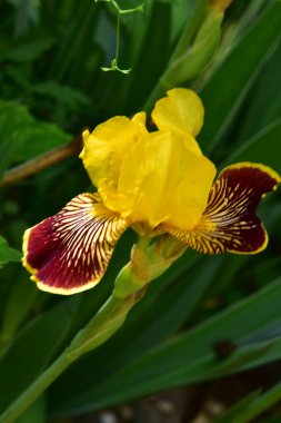 Bahçedeki güzel sarı süsen çiçekleri