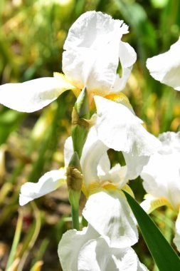 Bahçedeki güzel beyaz süsen çiçekleri