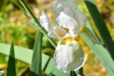 Bahçedeki güzel beyaz süsen çiçekleri