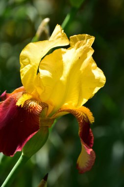 Bahçedeki güzel sarı süsen çiçekleri