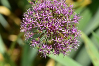 Bahçedeki güzel mor çiçekler