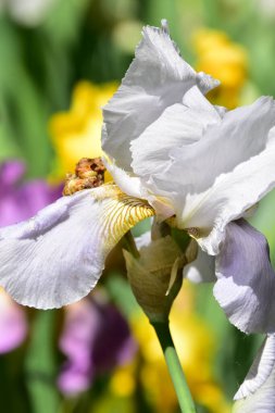 Bahçedeki güzel beyaz süsen çiçekleri