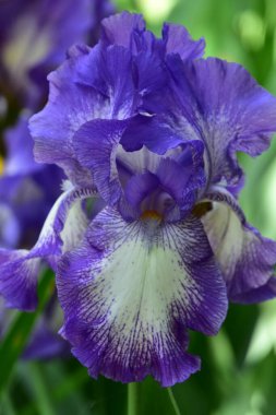 Bahçede büyüyen güzel iris çiçekleri