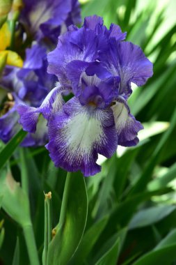 Bahçede büyüyen güzel iris çiçekleri