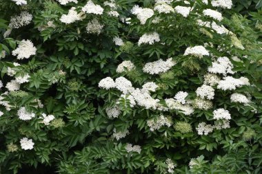 Bahar mevsiminde elma ağacının beyaz çiçekleri