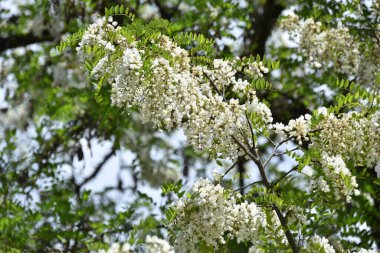 Bahar mevsiminde elma ağacının beyaz çiçekleri