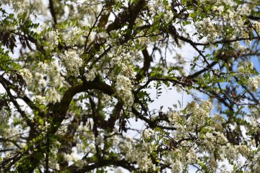Bahar mevsiminde elma ağacının beyaz çiçekleri