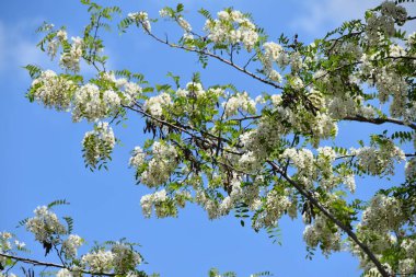 Bahar mevsiminde elma ağacının beyaz çiçekleri