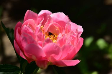 gorgeous pink flower in the garden