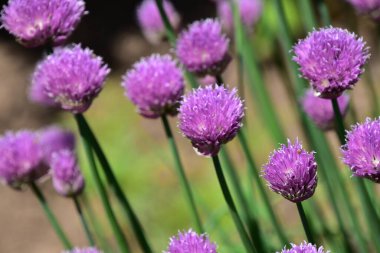 Bahçedeki güzel mor çiçekler