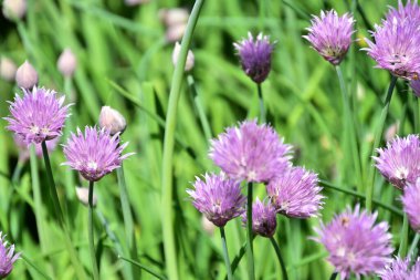 Bahçedeki güzel mor çiçekler