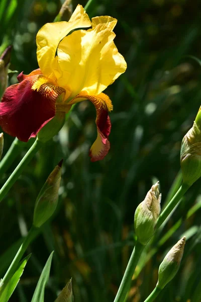 Belas Flores Íris Amarela Jardim — Fotografia de Stock