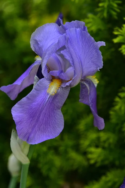 Hermosas Flores Iris Creciendo Jardín —  Fotos de Stock