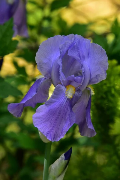 Belles Fleurs Iris Poussant Dans Jardin — Photo