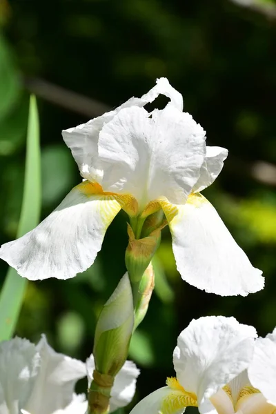 庭の美しい白い虹彩の花 — ストック写真