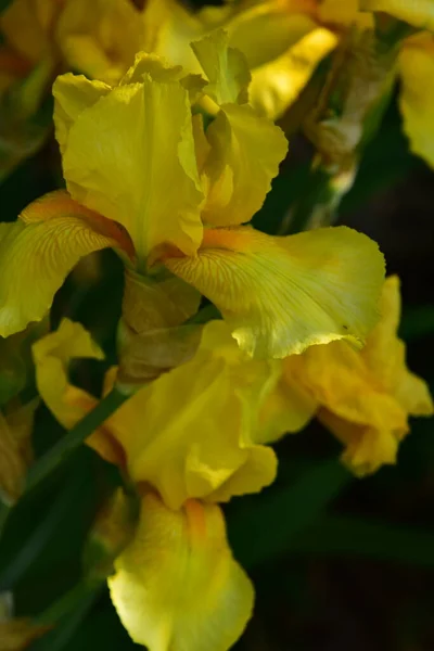 庭の美しい黄色の虹彩の花 — ストック写真