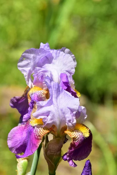 Bahçede Büyüyen Güzel Iris Çiçekleri — Stok fotoğraf