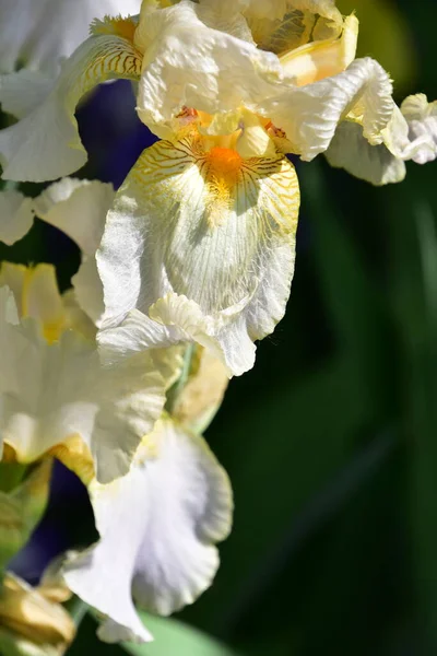 Bahçedeki güzel beyaz süsen çiçekleri