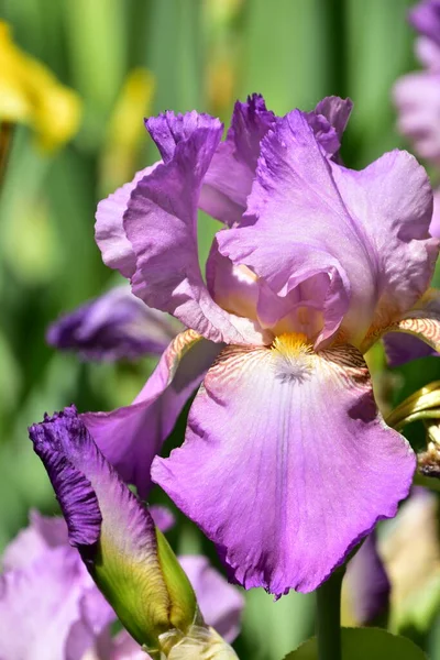 Hermosas Flores Iris Creciendo Jardín —  Fotos de Stock
