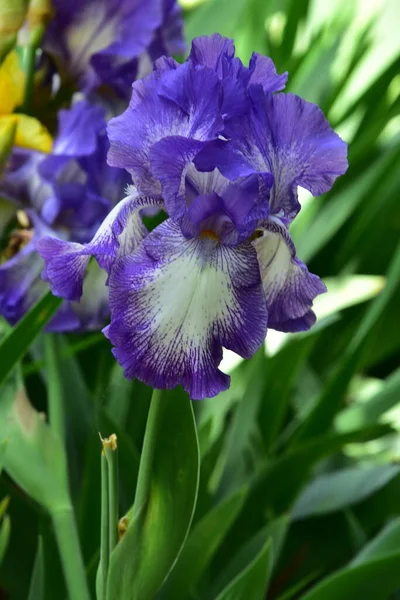 Vackra Iris Blommor Som Växer Trädgården — Stockfoto