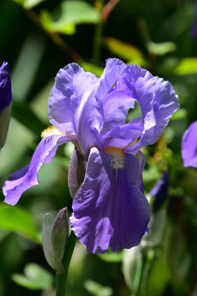 Vackra Iris Blommor Som Växer Trädgården — Stockfoto