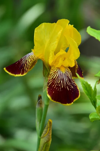 Schöne Gelbe Irisblüten Garten — Stockfoto